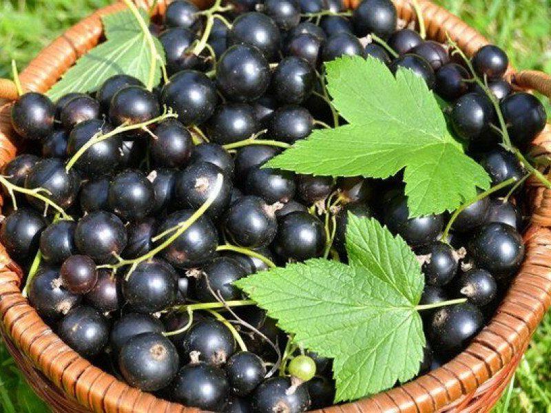Смородина купить саженцы из питомника в Магадане