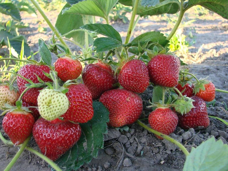Клубника купить саженцы из питомника в Магадане