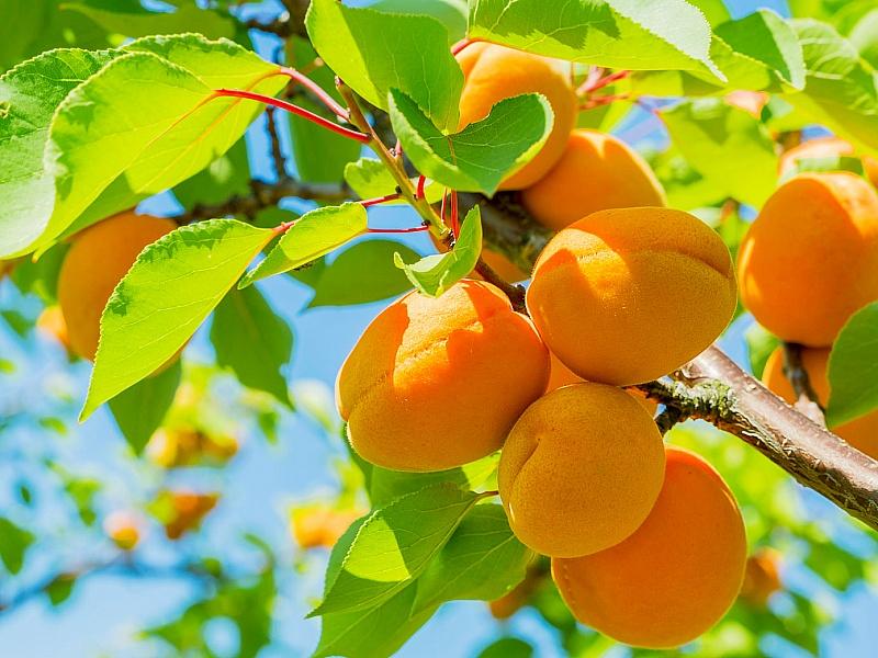 Абрикос купить саженцы из питомнике в Магадане