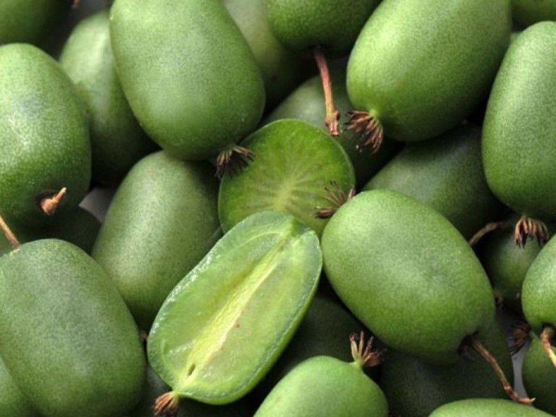 Актинидия купить саженцы из питомнике в Магадане