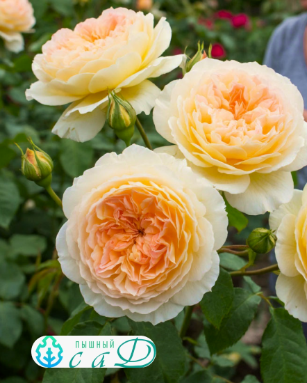 Роза "ИНГЛИШ ГАРДЕН"