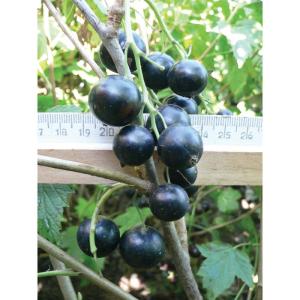 Смородина "ВЕНЕРА"