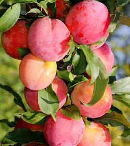 СЛИВА-АБРИКОС "ШЕДЕВР" среднего срока созревания (самоплодный)